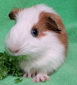 Rescue Short Haired Guinea Pigs for Adoption in Chicago Heights, Illinois - Thomas | PetCurious